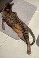 Savannah katten Luca Savannah katten Luca