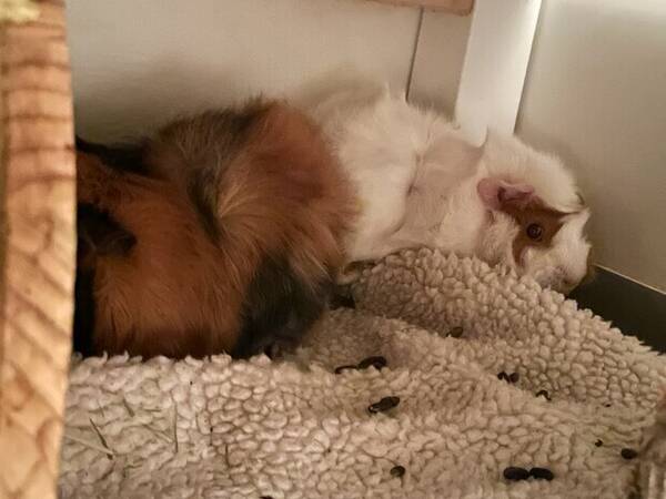 Annet - Bella og Zara