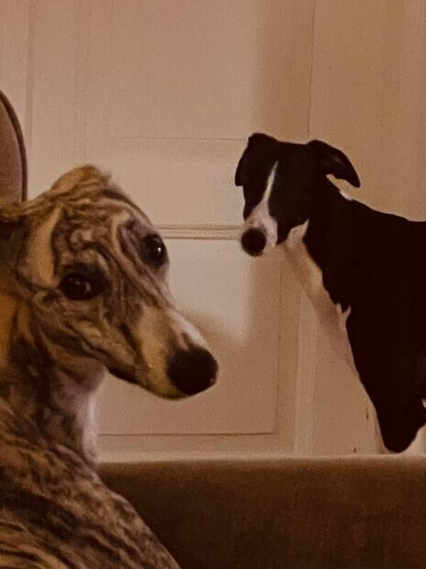 Hund - Whippet Mirage