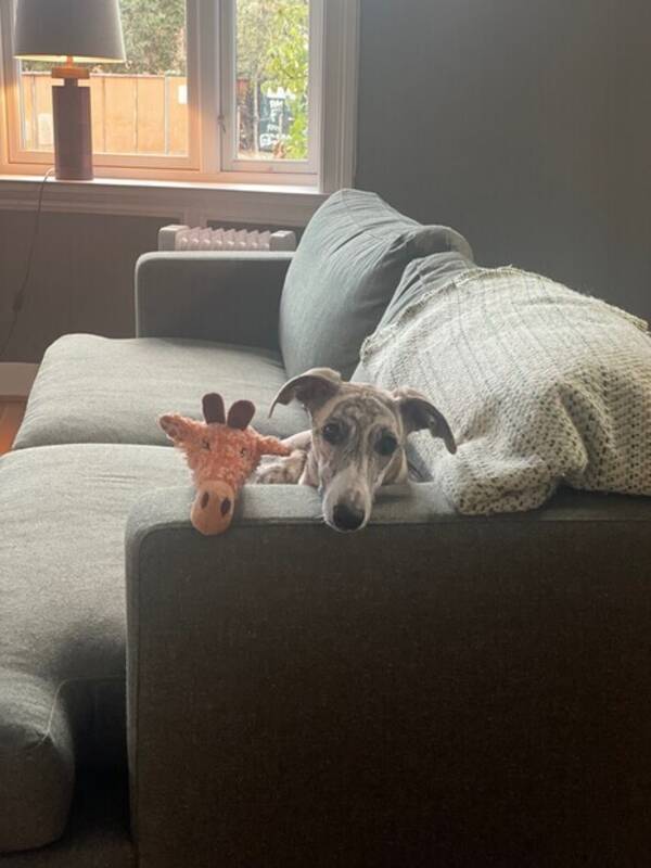 Hund - Whippet Charlie