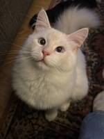 Neva Masqurade Hannkatt