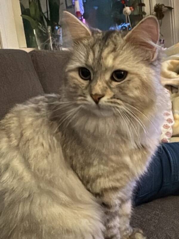 Katt - Sibirsk hunnkatt