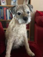 Border terrier