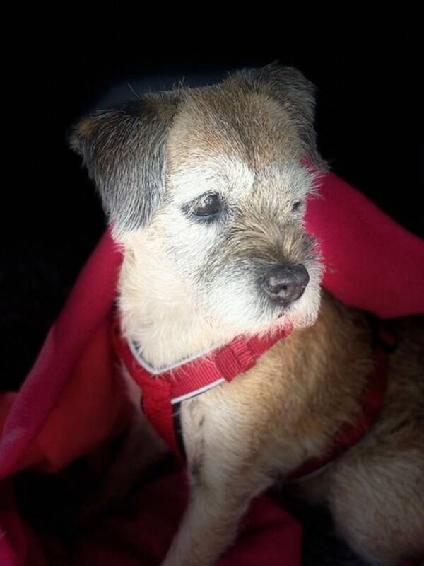 Hund - Border terrier