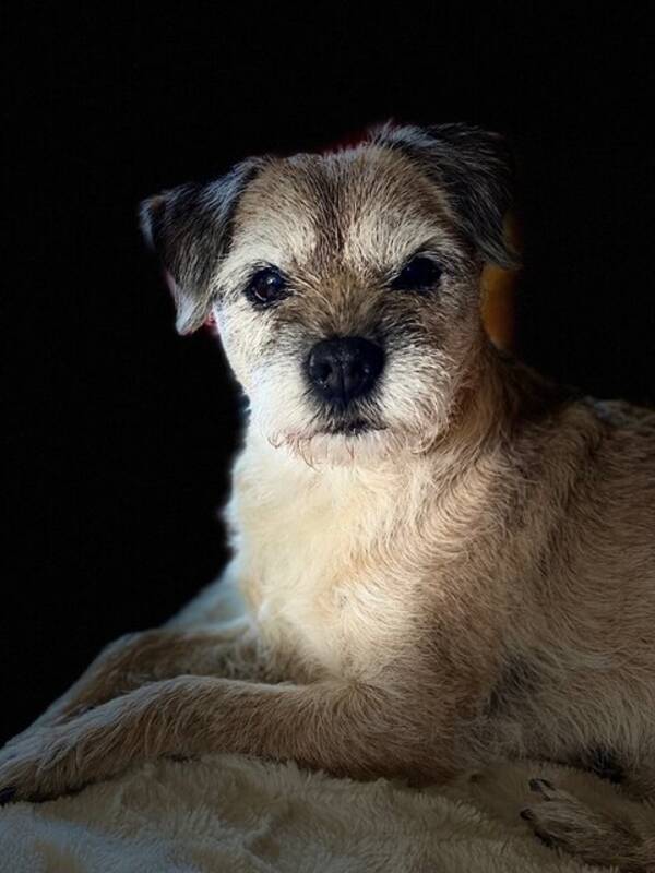 Hund - Border terrier